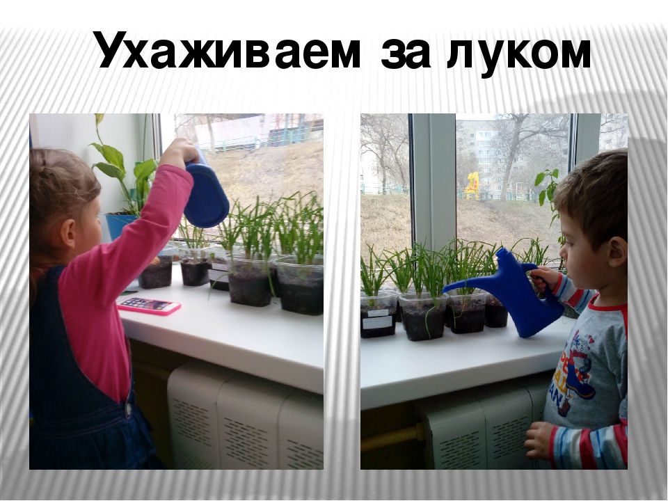 Презентация проекта "Зеленый лук"