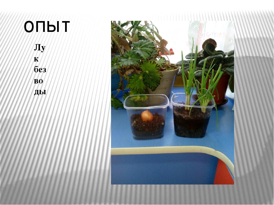 Презентация проекта "Зеленый лук"