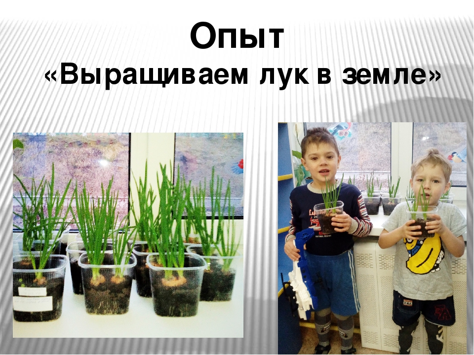 Презентация проекта "Зеленый лук"