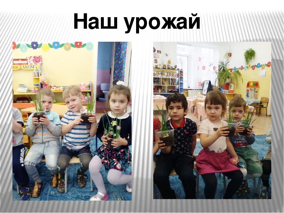 Презентация проекта "Зеленый лук"