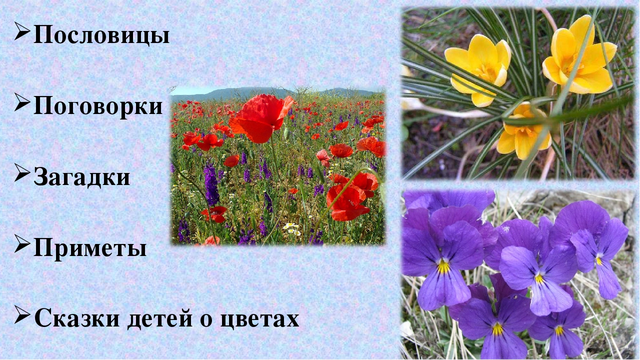 Обобщение педагогического опыта на тему "Ознакомление дошкольников с природой Крыма".