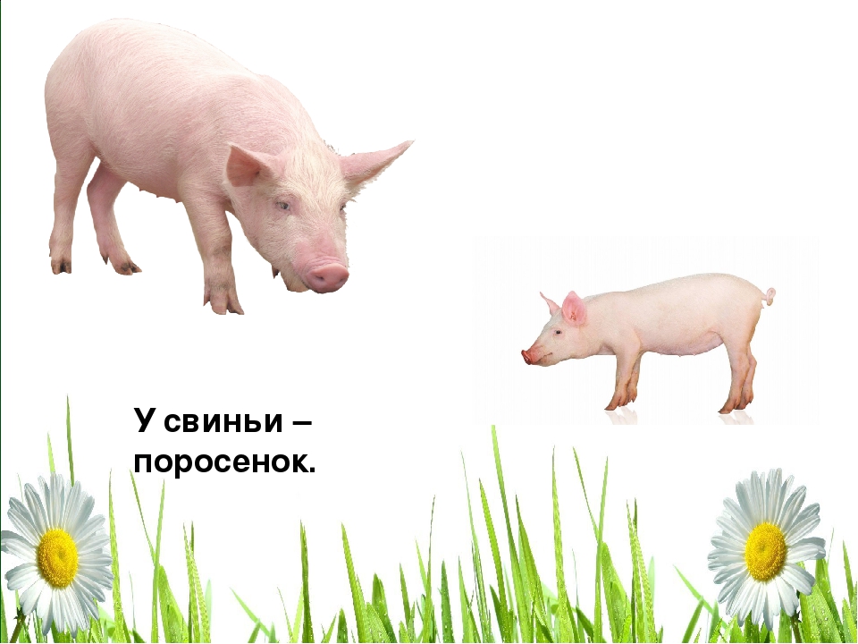 Презентация по ознакомлению с окружающим миром в старшей группе «Домашние животные.