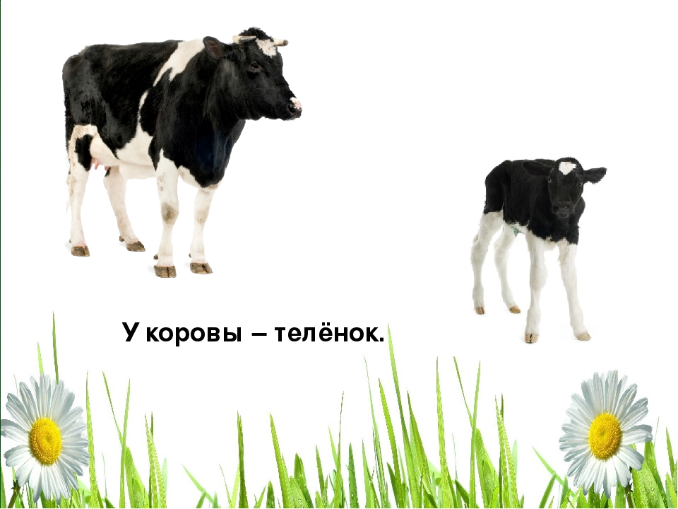 Презентация по ознакомлению с окружающим миром в старшей группе «Домашние животные.