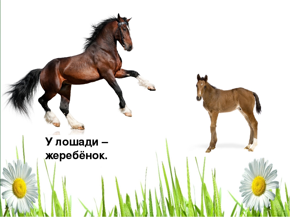 Конспект занятия лошадки. Лошадь для детей. Жеребенок для детей в детском саду. Лошадь с жеребенком картинки для детей. Жеребенок карточка для детей.