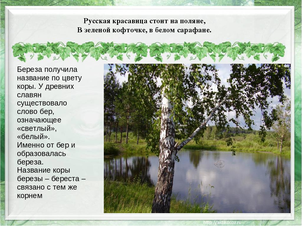 Березы песня народная. Описание березы. Березка для презентации. Береза для презентации.