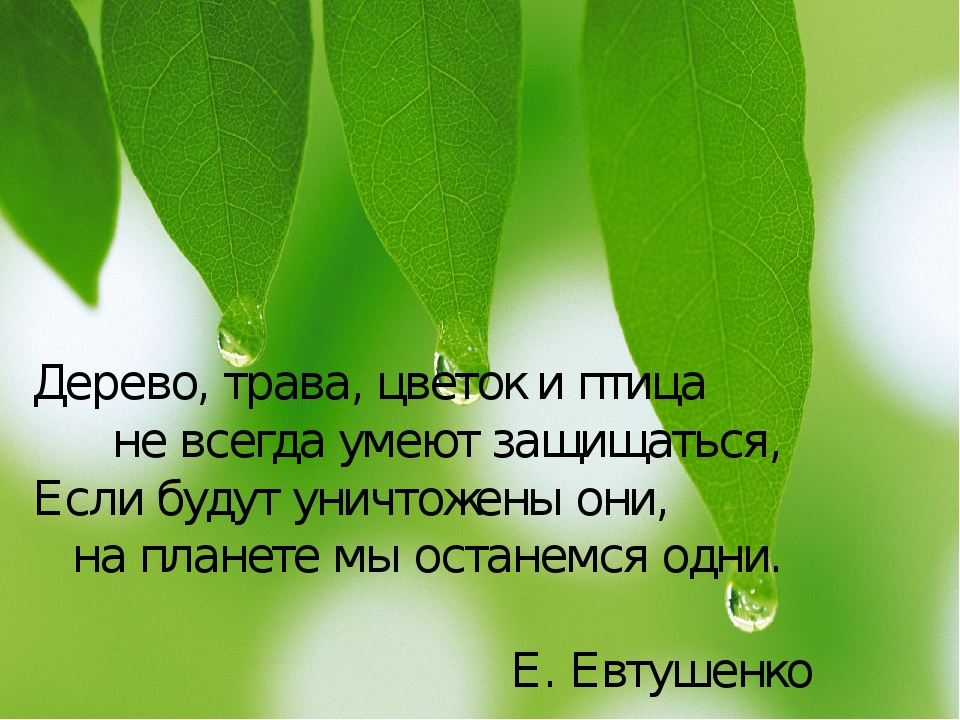 Презентация из опыта работы «Формирование экологических представлений у дошкольников в процессе ознакомления с многообразием растений».
