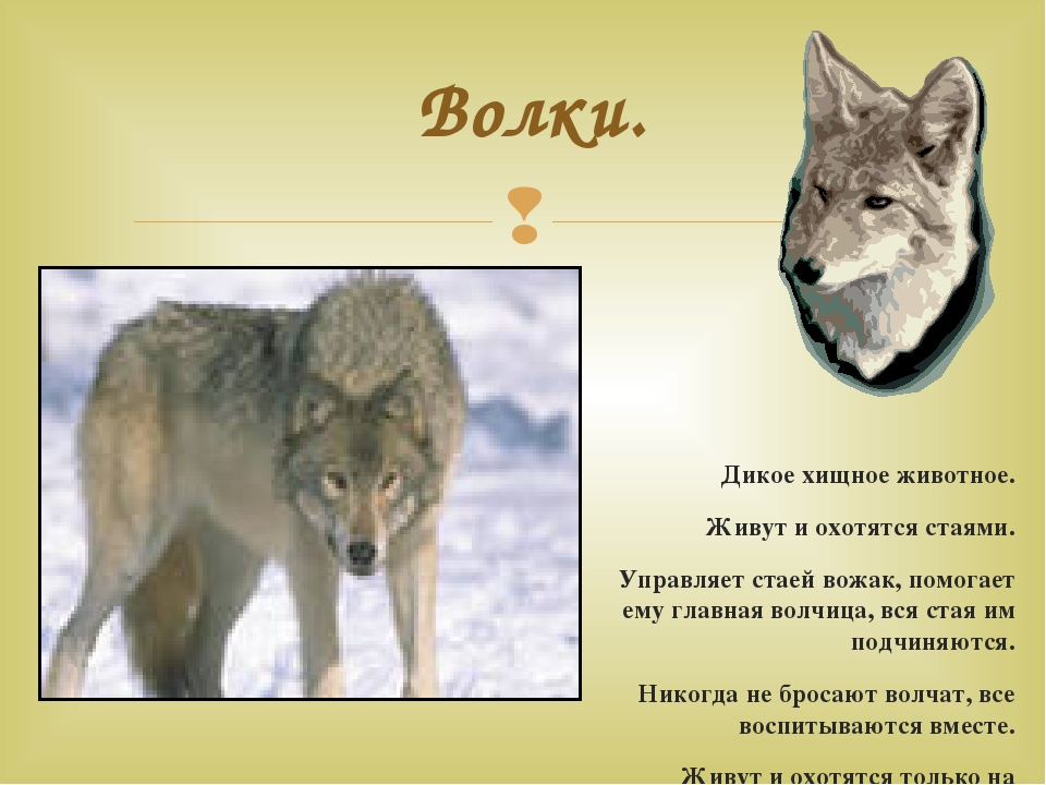 Дикие животные наших лесов