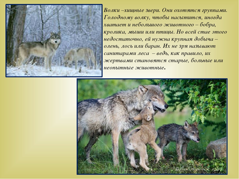 Дикие животные наших лесов