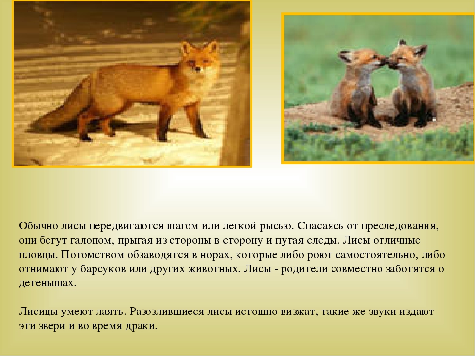 Дикие животные наших лесов