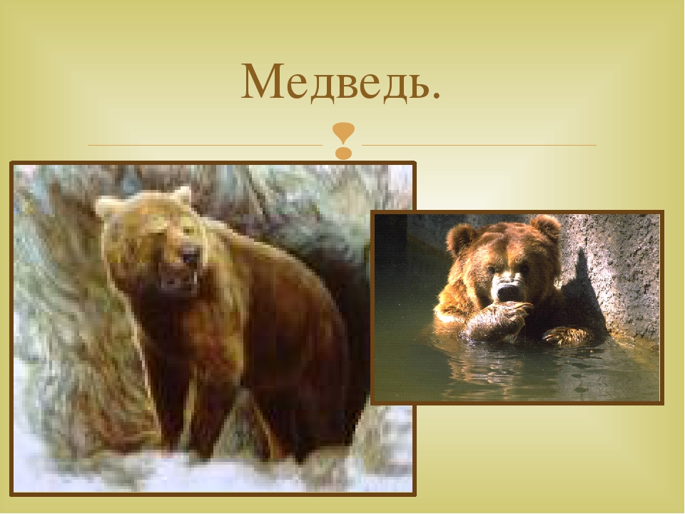 Дикие животные наших лесов