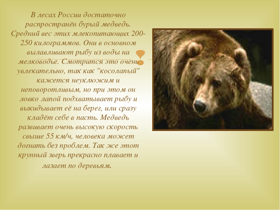 Дикие животные наших лесов