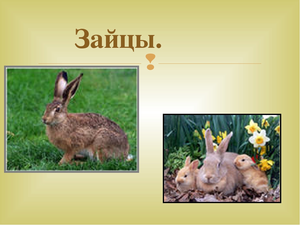 Дикие животные наших лесов