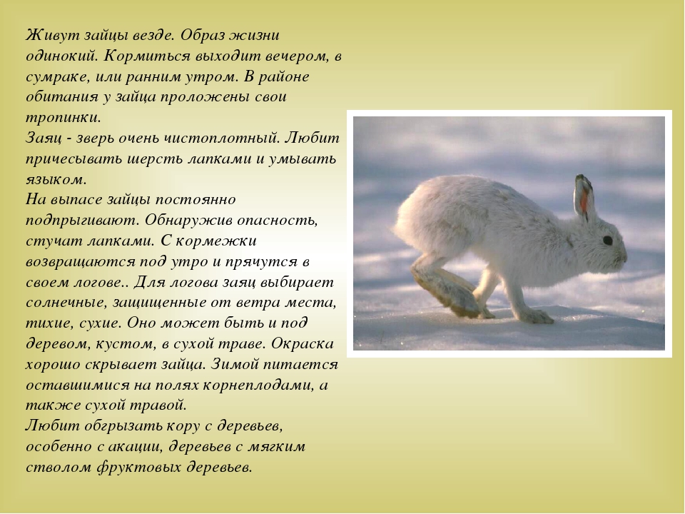 Дикие животные наших лесов