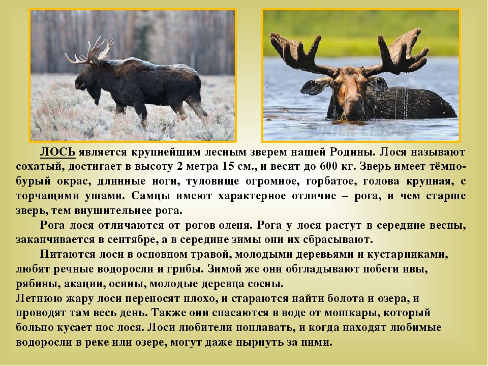 Инфа про лося. Сообщение о Лосе. Рассказ про лося. Лось доклад. Лось краткое описание.