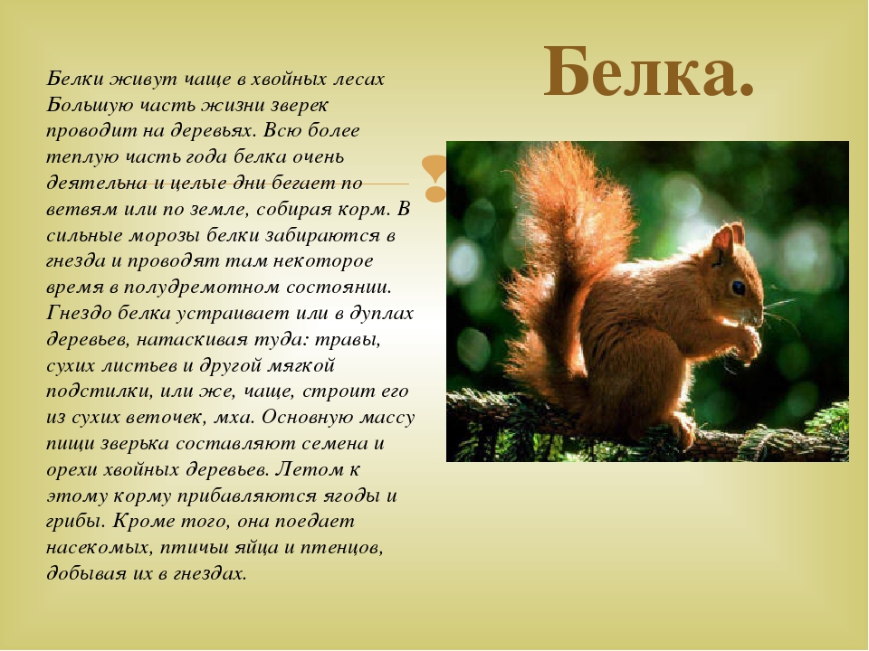 Дикие животные наших лесов