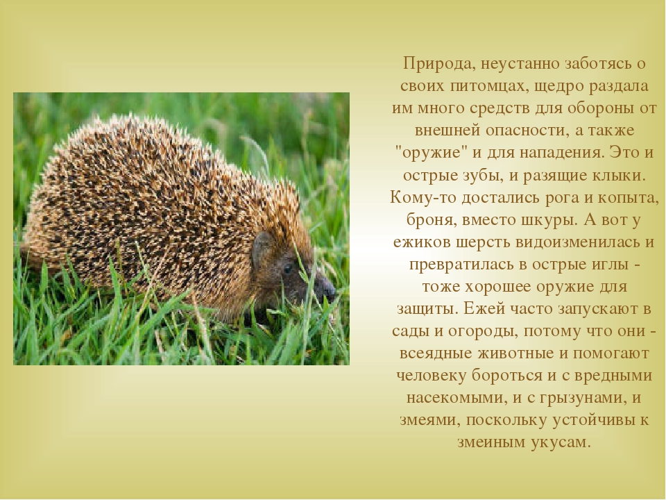 Дикие животные наших лесов
