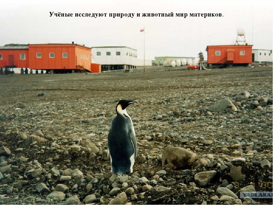 Презентация "Полюса земли" для дошкольников