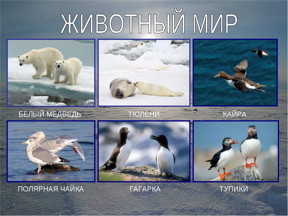 Презентация "Полюса земли" для дошкольников