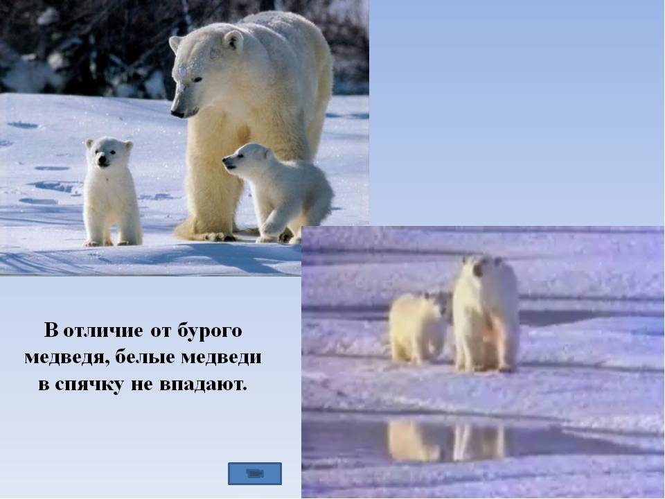 Презентация "Полюса земли" для дошкольников