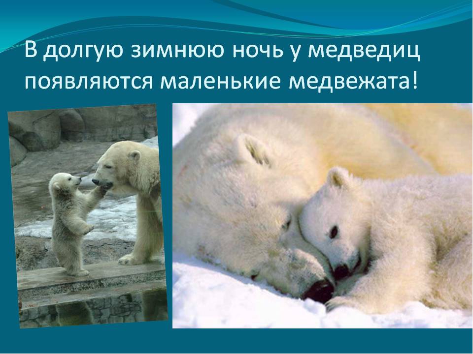 Презентация "Полюса земли" для дошкольников
