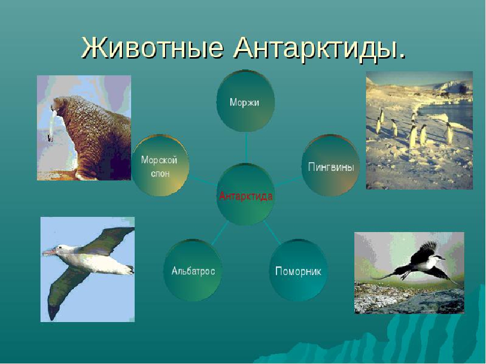 Презентация "Полюса земли" для дошкольников