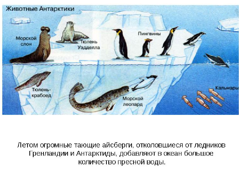 Презентация "Полюса земли" для дошкольников
