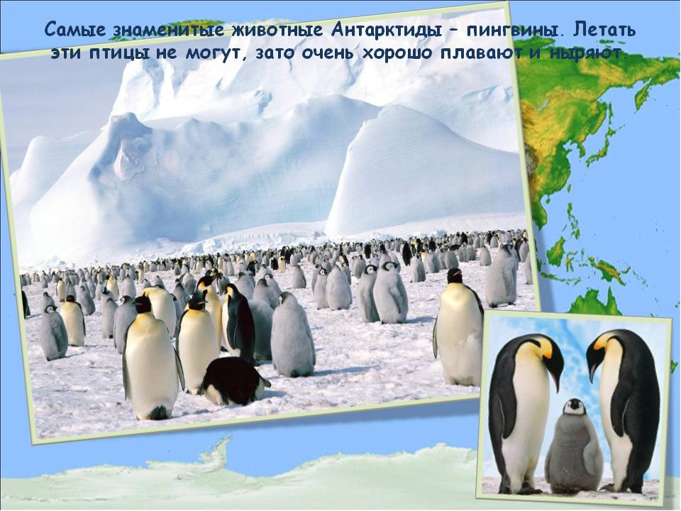 Сообщение о животных антарктиды. Животный мир Антарктиды 4 класс окружающий мир. Информация о животных Антарктиды. Антарктида для детей. Животный мир холодных районов.