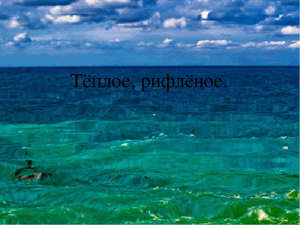 Презентация по познавательному развитию "Море"