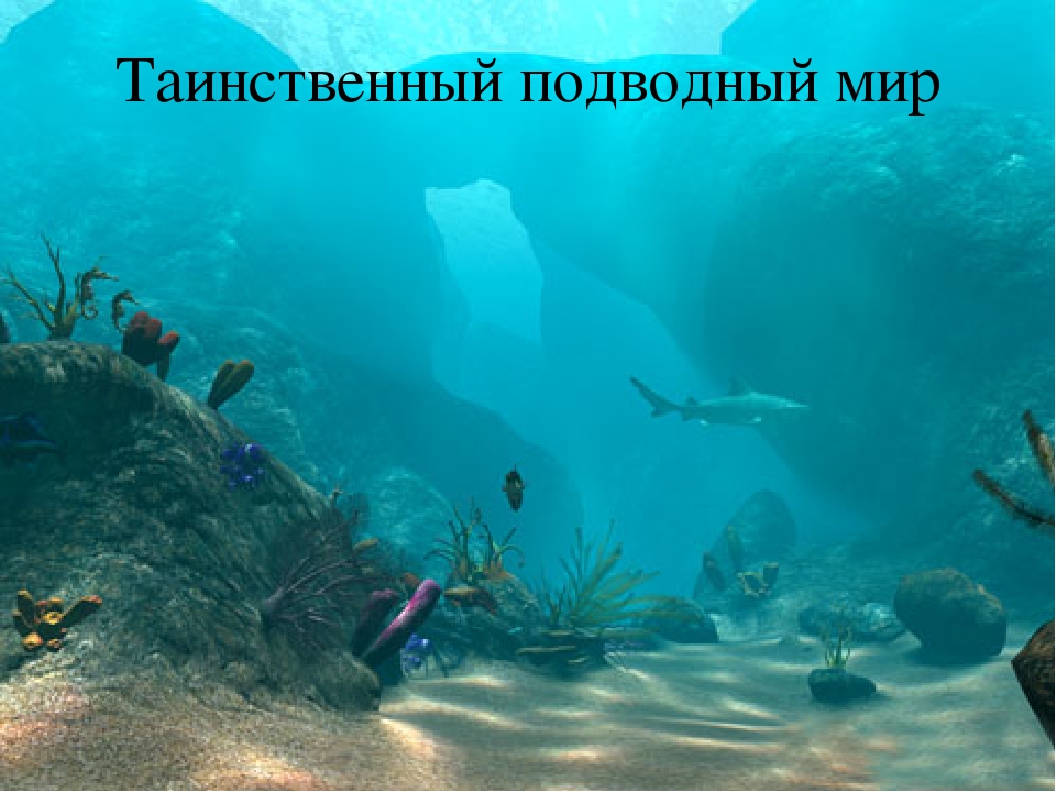 Презентация по познавательному развитию "Море"