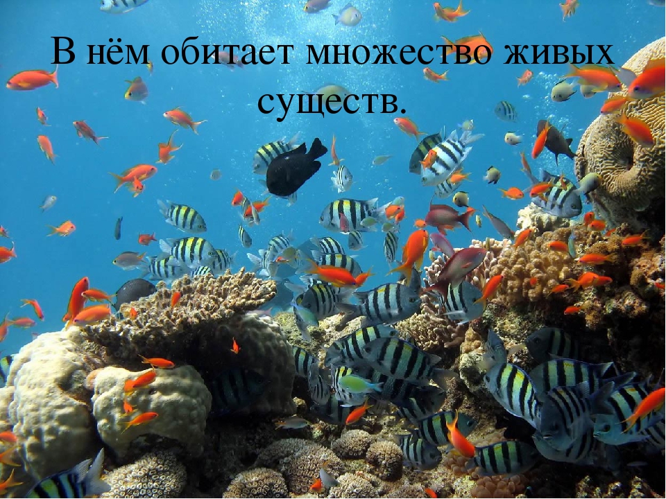 Презентация по познавательному развитию "Море"