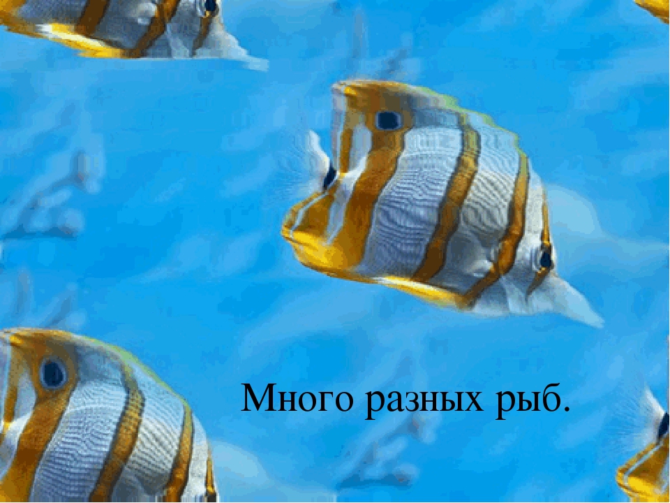 Презентация по познавательному развитию "Море"