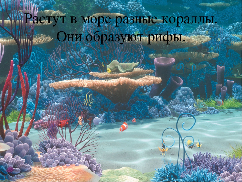 Презентация по познавательному развитию "Море"