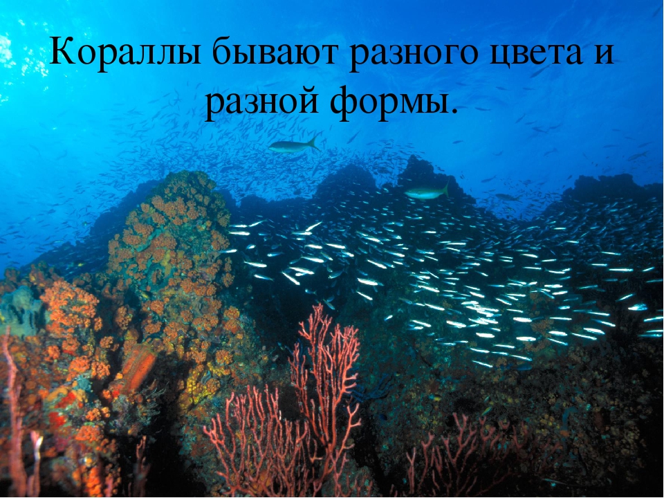 Презентация по познавательному развитию "Море"