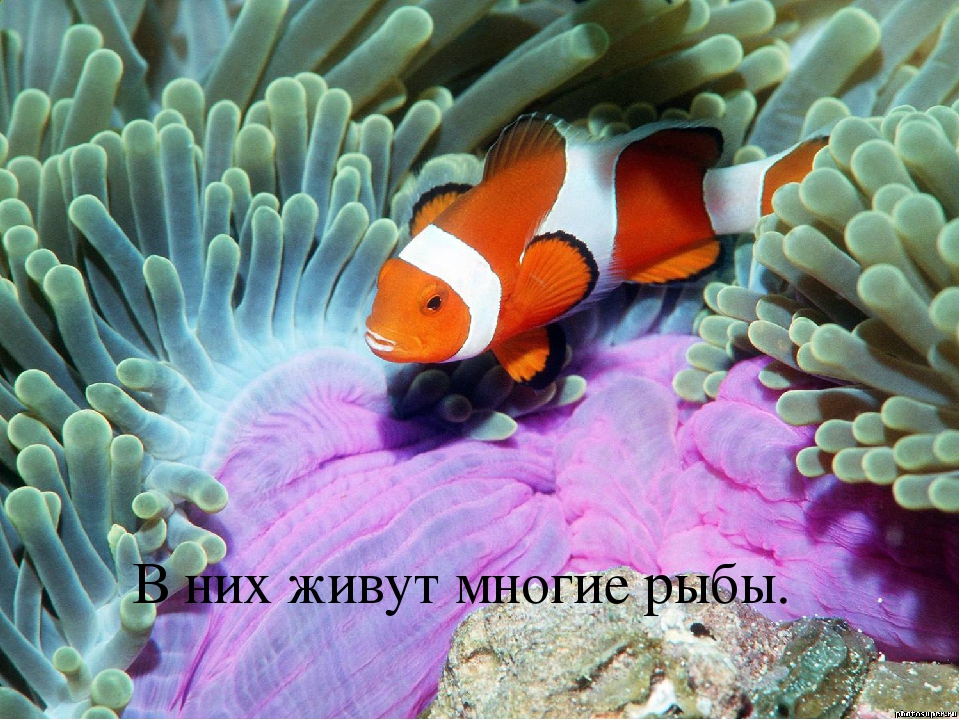 Презентация по познавательному развитию "Море"