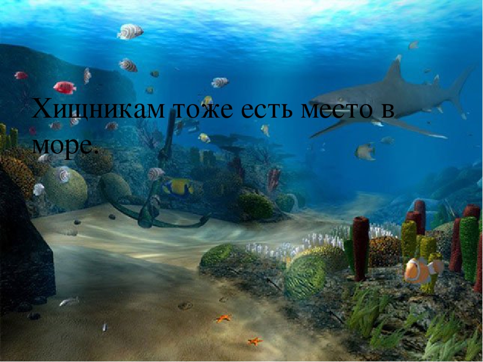 Презентация по познавательному развитию "Море"