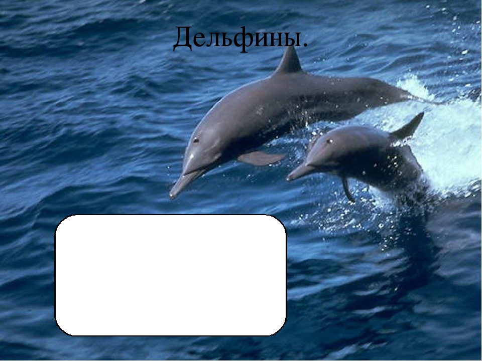 Презентация по познавательному развитию "Море"