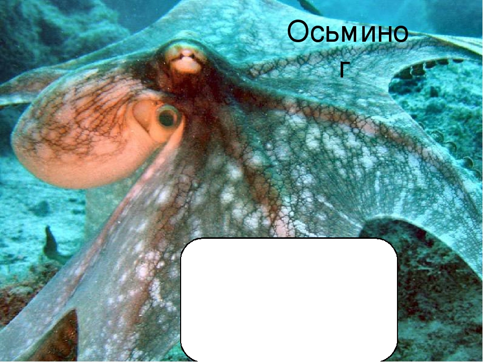 Презентация по познавательному развитию "Море"