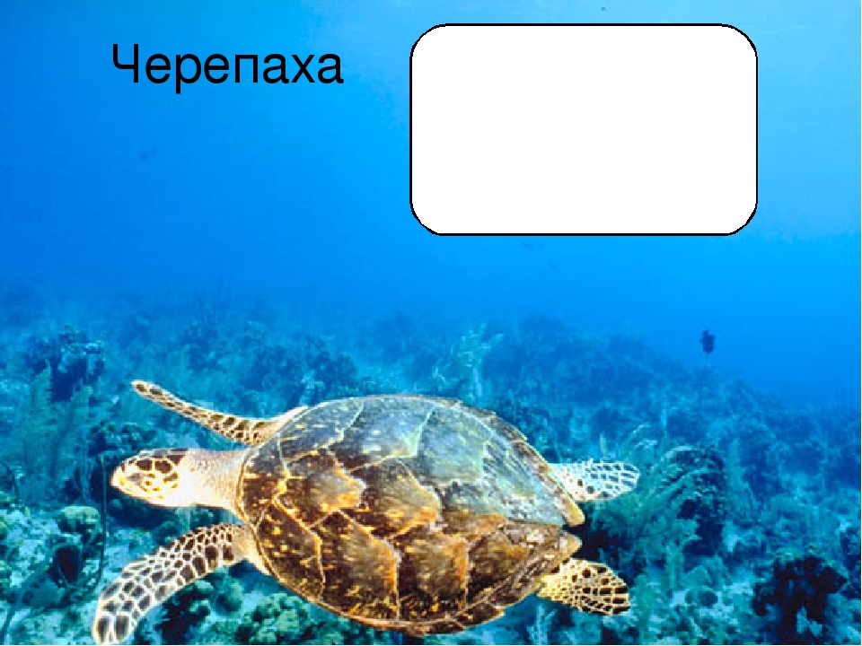 Презентация по познавательному развитию "Море"
