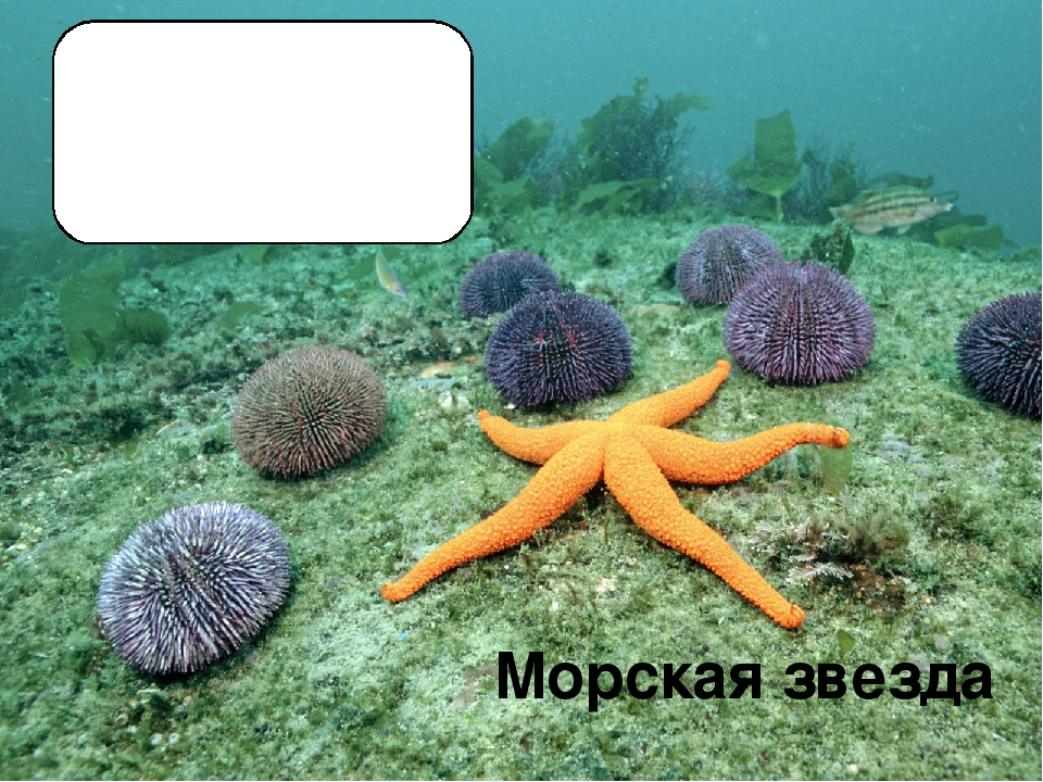 Презентация по познавательному развитию "Море"