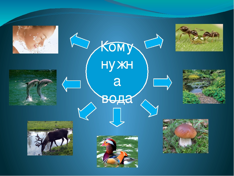 Проект для чего нужна вода для дошкольников