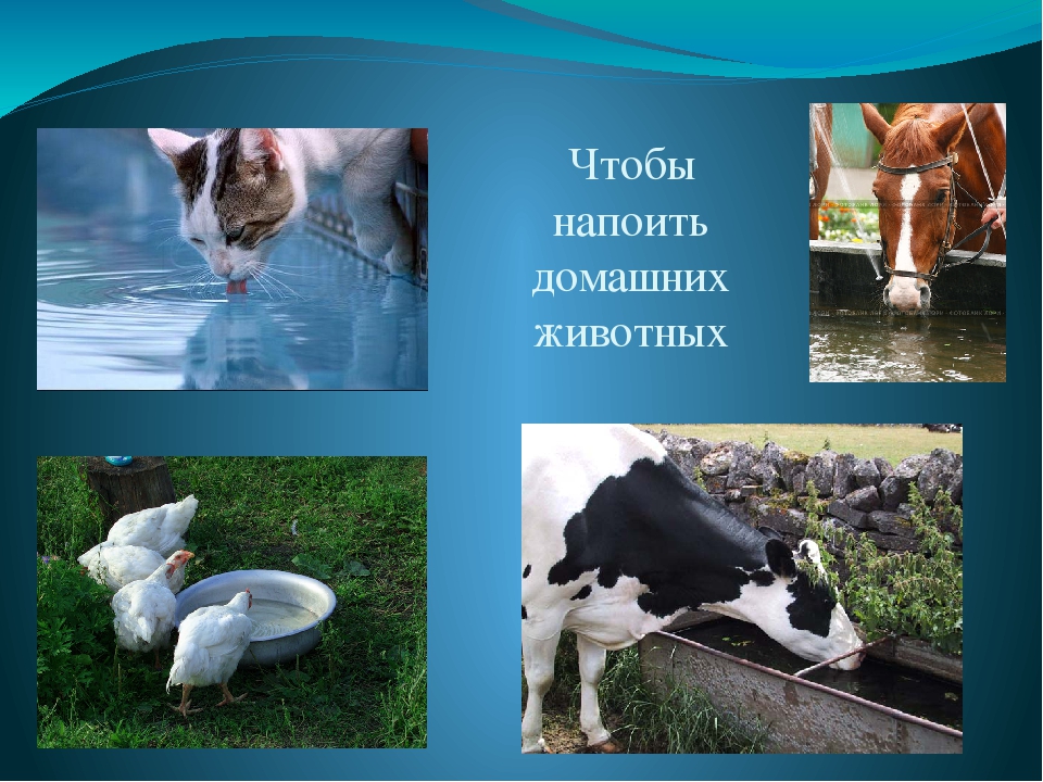 Презентация "Мир в капельке воды"