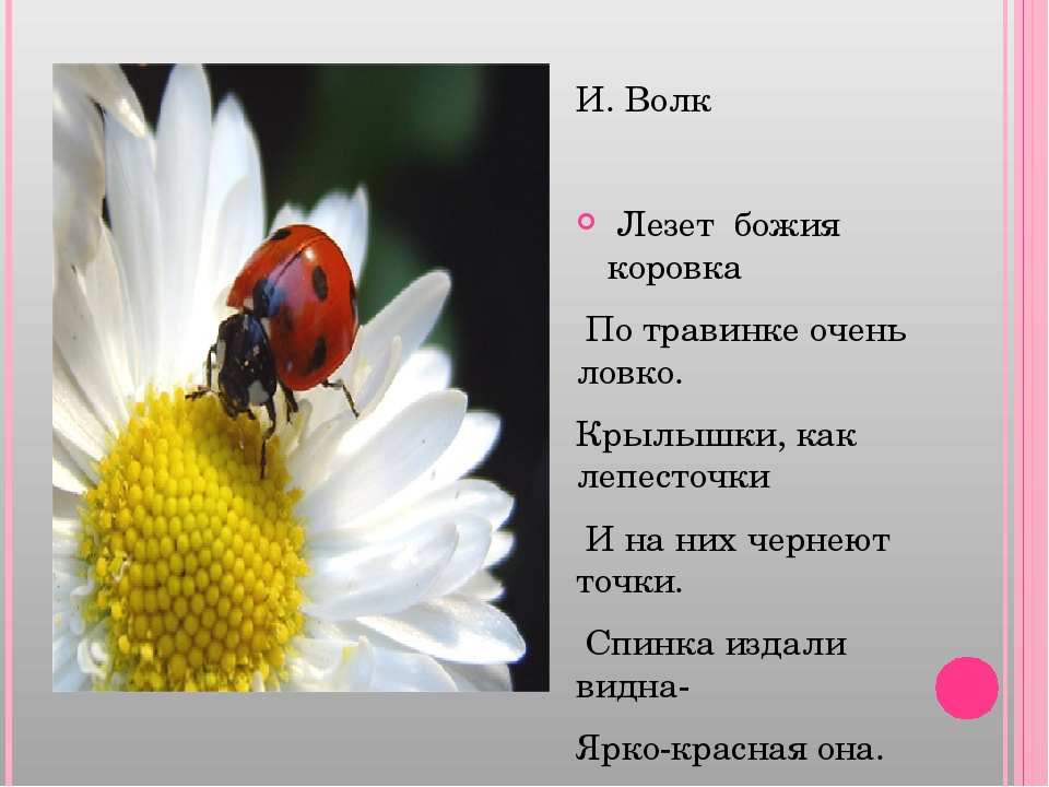 Презентация по экологии "Божья коровка"