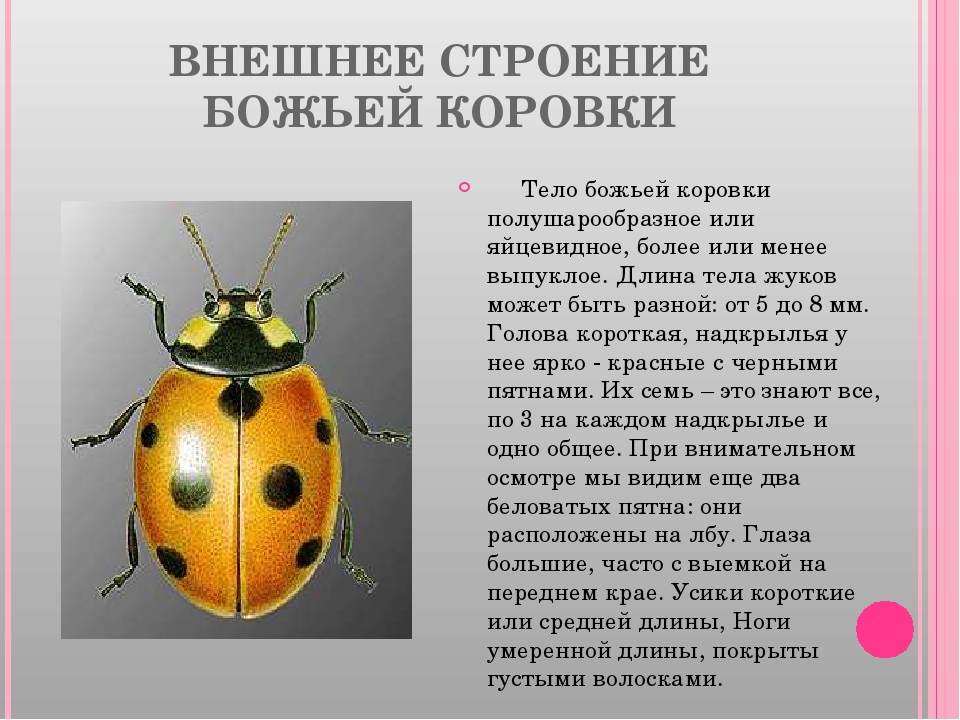 Презентация по экологии "Божья коровка"
