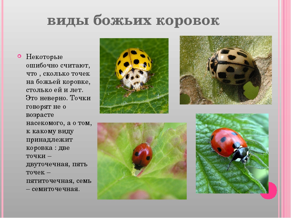 Презентация по экологии "Божья коровка"