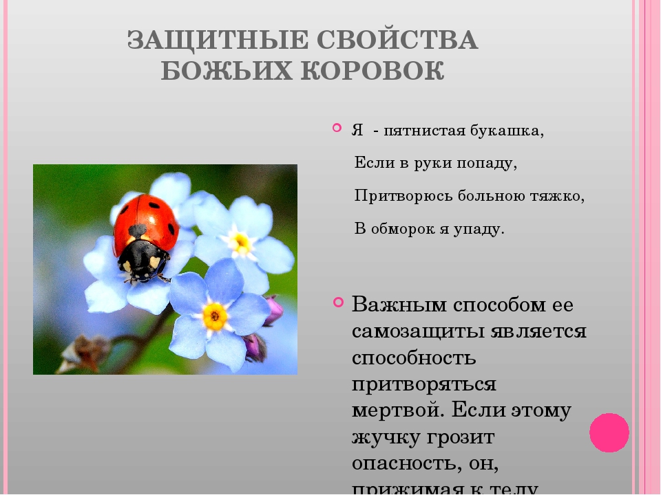 Презентация по экологии "Божья коровка"