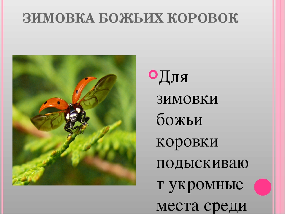 Презентация по экологии "Божья коровка"