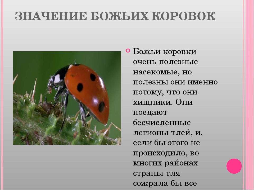 Презентация по экологии "Божья коровка"