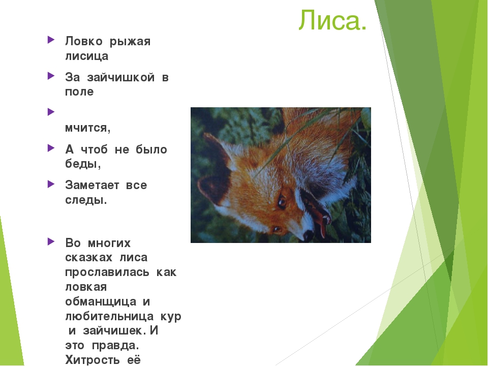 Презентация на тему "Животные наших лесов"