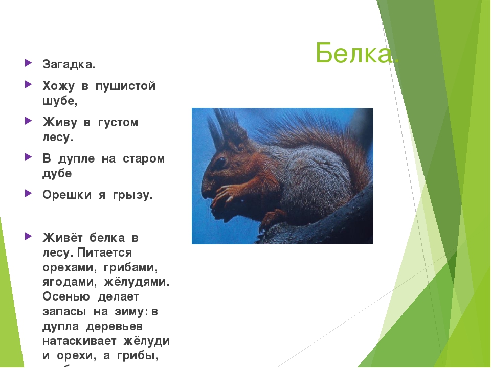 Презентация на тему "Животные наших лесов"