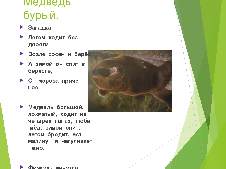 Презентация на тему "Животные наших лесов"